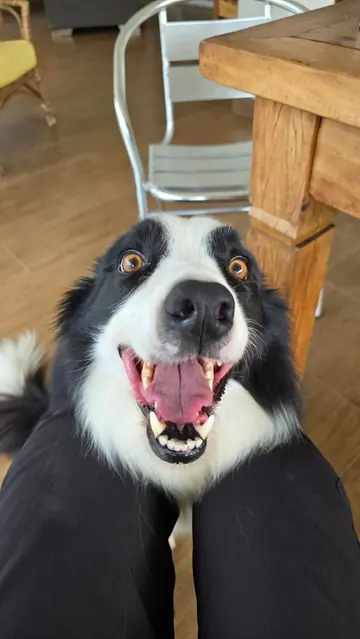 Border collie preto e branco olhando para a câmera