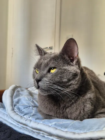 Gato cinza deitado sobre uma manta