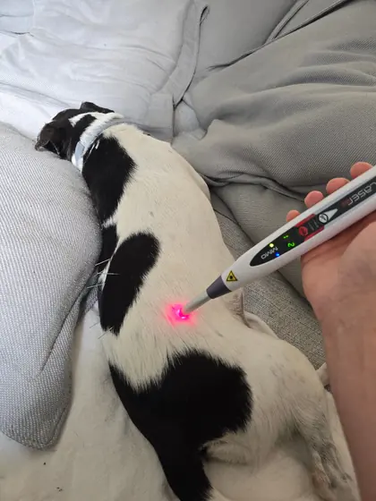 Aparelho de laserterapia aplicado na pata de um cachorro preto e branco